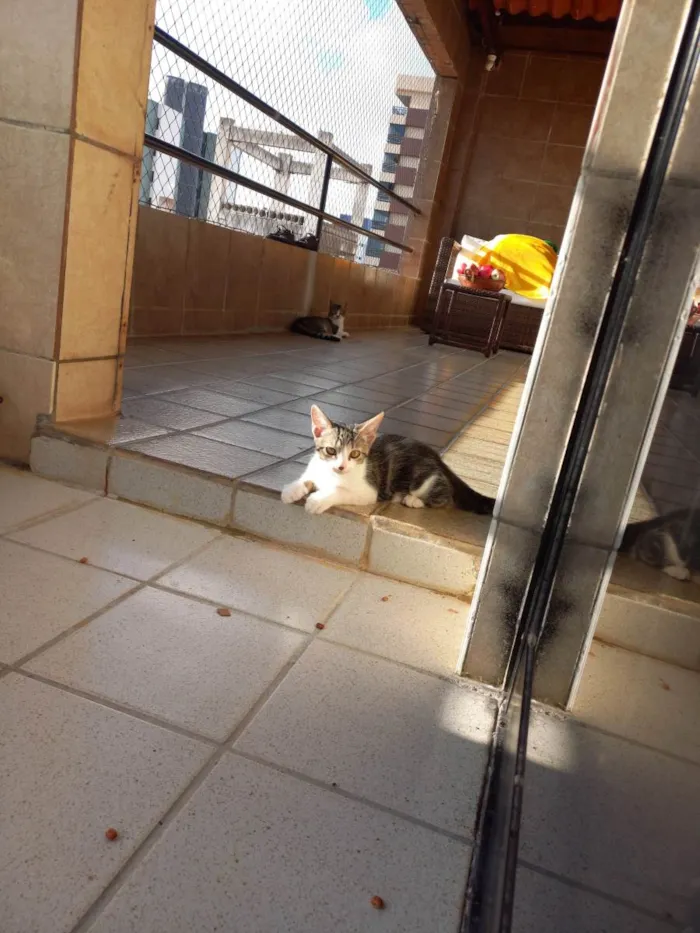 Gato ra a SRD idade 2 a 6 meses nome Juventino