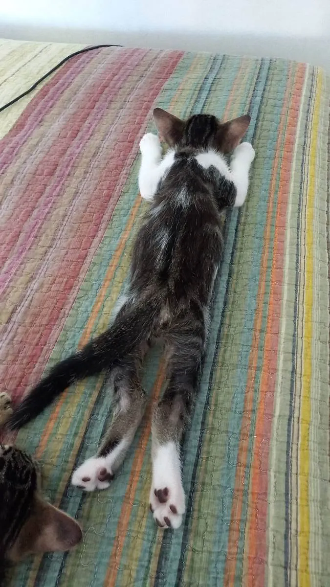 Gato ra a SRD idade 2 a 6 meses nome Juventino