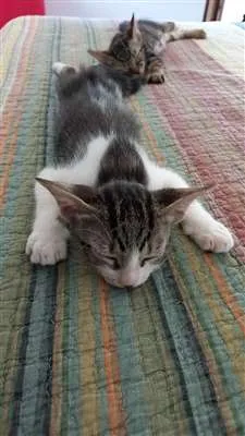 Gato raça SRD idade 2 a 6 meses nome Juventino