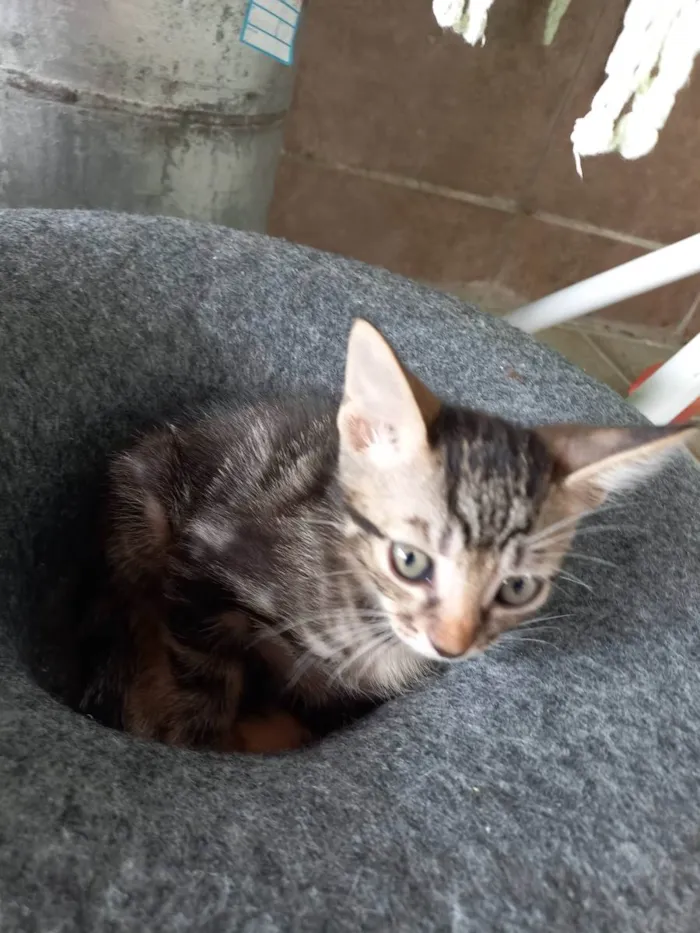 Gato ra a SRD idade 2 a 6 meses nome Juventino e Tertulin