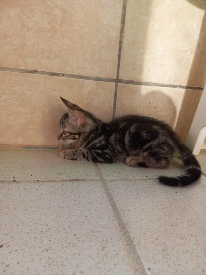 Gato ra a SRD idade 2 a 6 meses nome Juventino e Tertulin