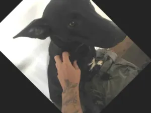 Cachorro raça Boder Collin com RottWaleyr idade 2 a 6 meses nome Jady