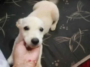 Cachorro raça Chow chow com vira lata idade 2 a 6 meses nome Sem nome