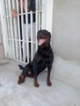 Butkus