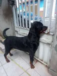 Butkus