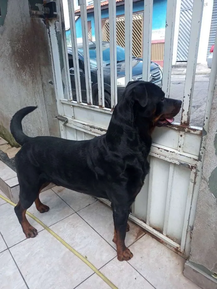 Cachorro ra a Rottweiler  idade 3 anos nome Butkus