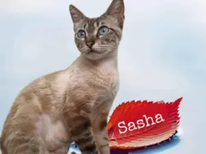 Gato raça Srd idade 1 ano nome Sasha