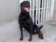 Butkus