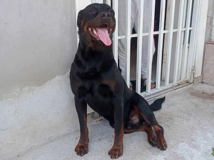 Cachorro ra a Rottweiler  idade 3 anos nome Butkus