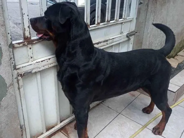 Cachorro ra a Rottweiler  idade 3 anos nome Butkus