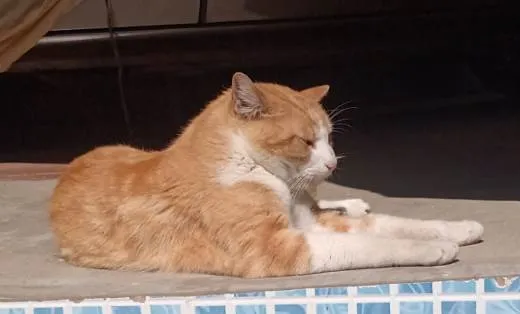 Gato raça Srd  idade 5 anos nome Juninho 