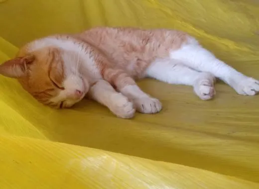 Gato raça Srd  idade 5 anos nome Juninho 