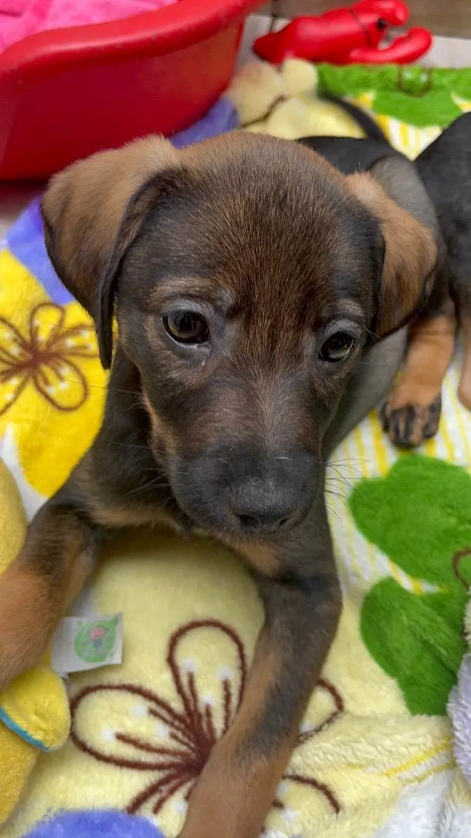 Cachorro raça SRD  idade 2 a 6 meses nome Sem Nome 