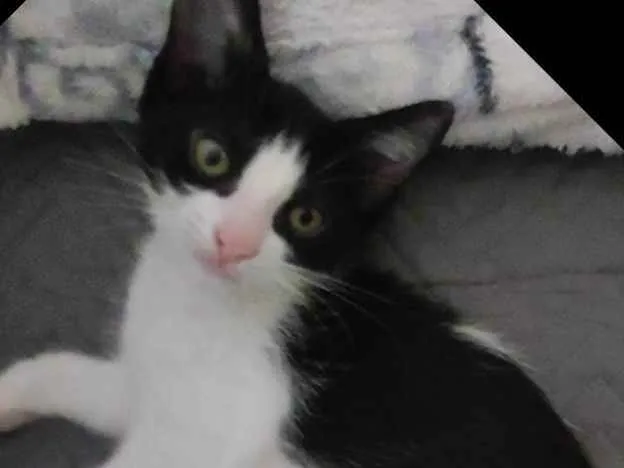 Gato ra a Sr  idade 2 a 6 meses nome Maria 