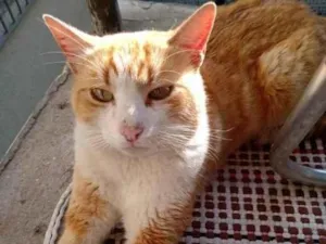 Gato raça Srd  idade 5 anos nome Juninho 