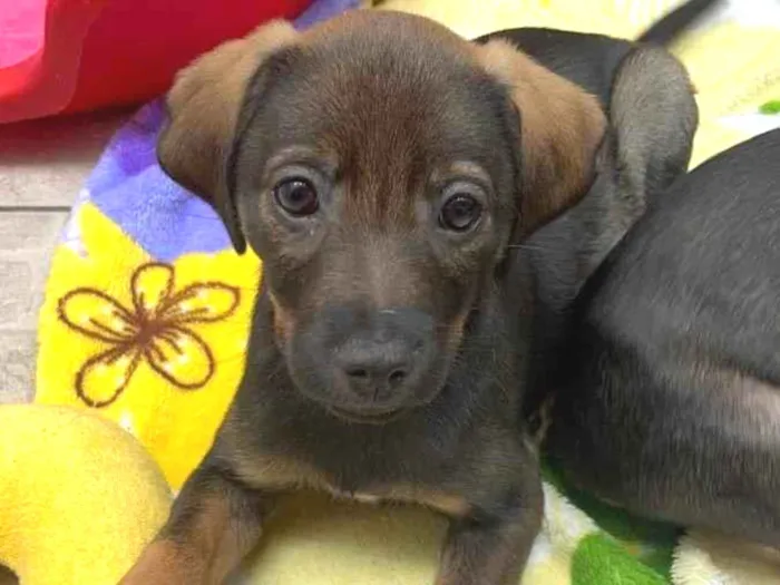 Cachorro raça SRD  idade 2 a 6 meses nome Sem Nome 