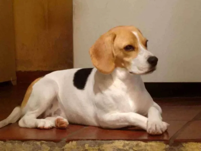 Cachorro raça Beagle  idade 6 ou mais anos nome Lisa