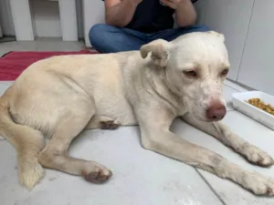 Cachorro raça Srd idade 7 a 11 meses nome Não tem