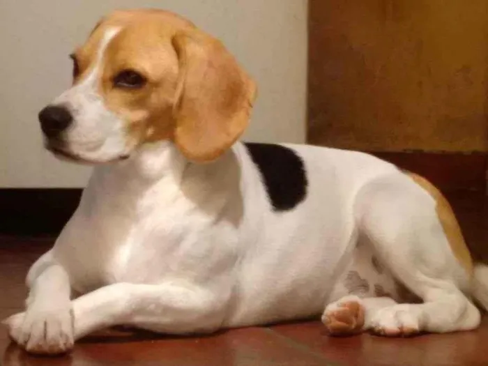 Cachorro raça Beagle  idade 6 ou mais anos nome Lisa