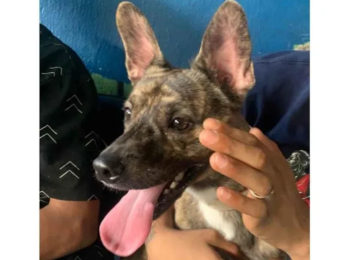 Cachorro ra a Vira lata  idade 1 ano nome Ralf 