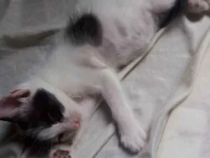 Gato raça Comum  idade Abaixo de 2 meses nome Gato