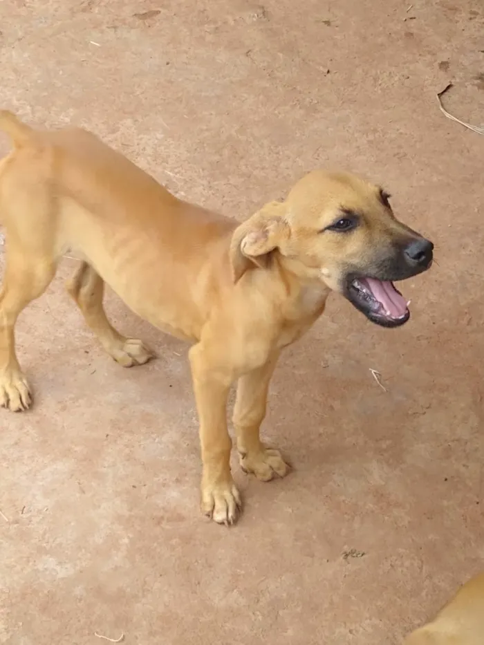 Cachorro ra a Vira lata  idade 2 a 6 meses nome Lilo