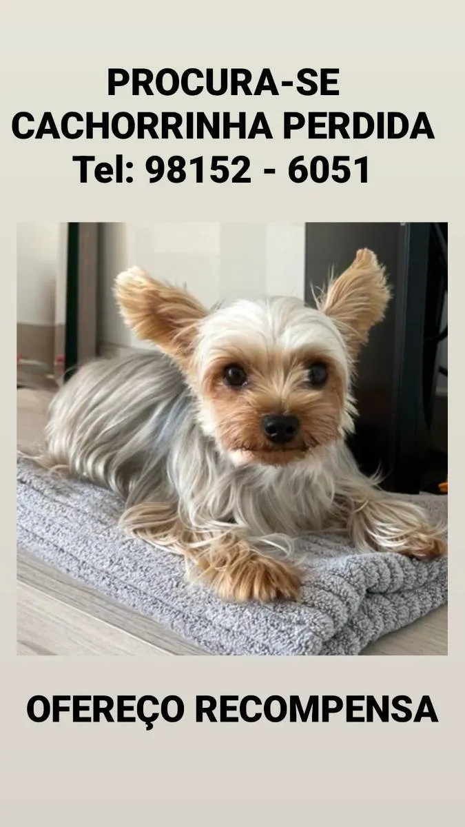 Cachorro raça Yorkshire  idade 3 anos nome Duda