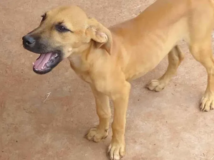 Cachorro ra a Vira lata  idade 2 a 6 meses nome Lilo