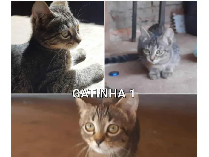 Gato ra a  idade 2 a 6 meses nome Gatas