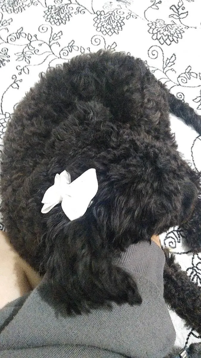 Cachorro raça Poodle 1 idade 3 anos nome Loly Lola Lolita