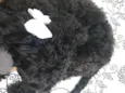 Loly Lola Lolita