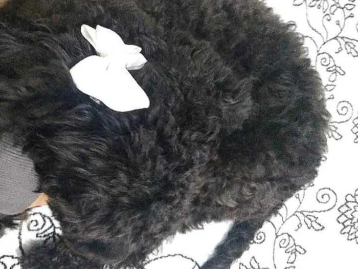 Cachorro raça Poodle 1 idade 3 anos nome Loly Lola Lolita