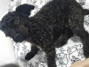 Cachorro raça Poodle 1 idade 3 anos nome Loly Lola Lolita