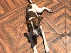 Cachorro raça Indefinida  idade 2 a 6 meses nome Não sabemos