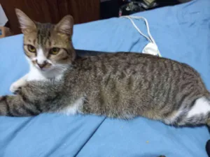 Gato raça Vira Lata idade 7 a 11 meses nome Leoncio