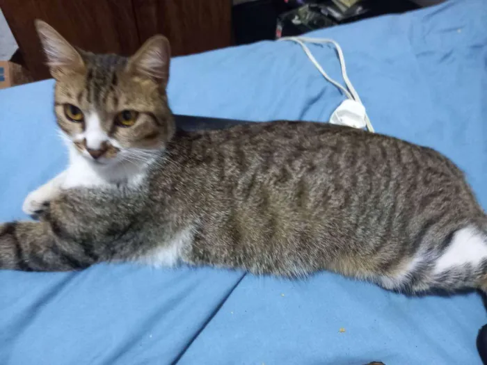 Gato ra a Vira Lata idade 7 a 11 meses nome Leoncio