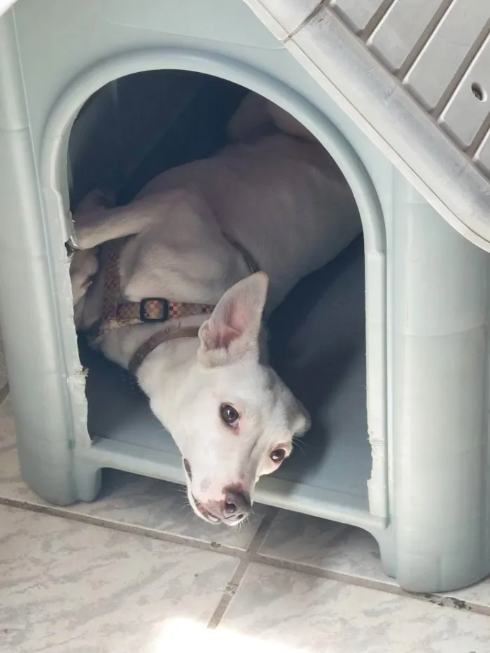 Cachorro ra a Mistura  idade 7 a 11 meses nome Neve