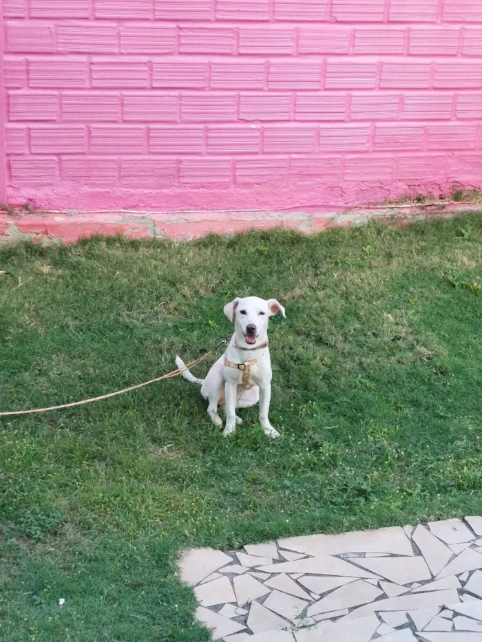 Cachorro ra a Mistura  idade 7 a 11 meses nome Neve