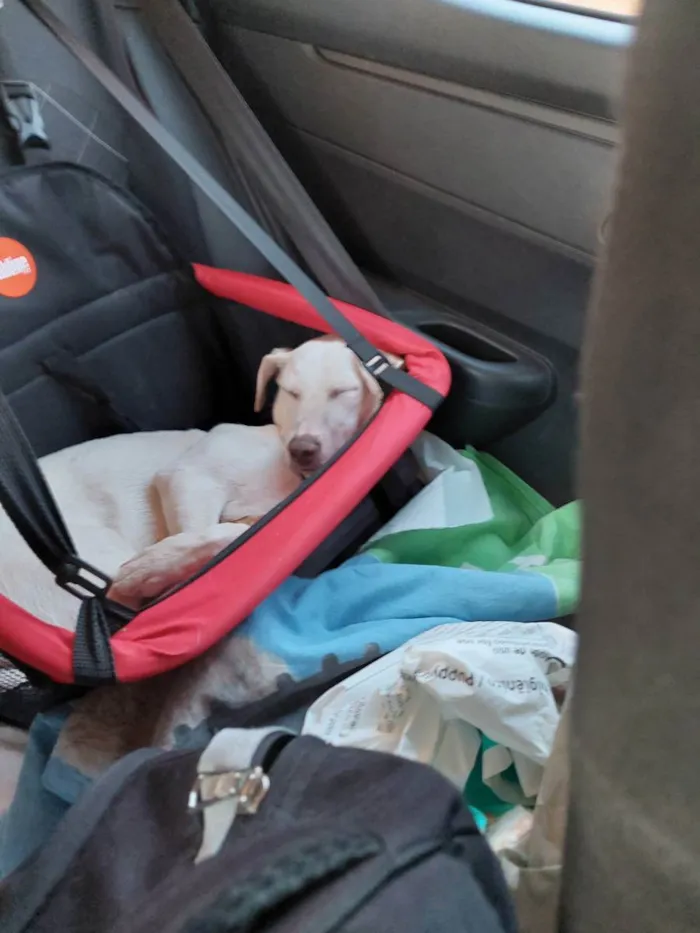 Cachorro ra a Mistura  idade 7 a 11 meses nome Neve