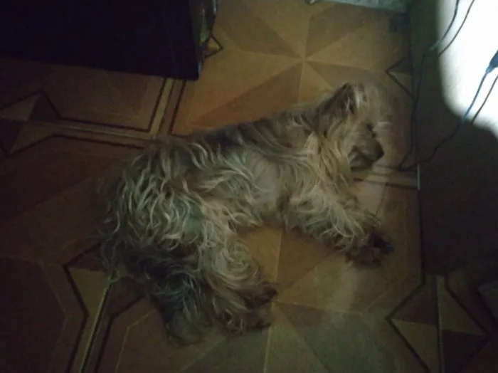 Cachorro raça Yorkshire idade 5 anos nome Léo