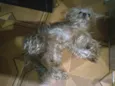 Léo