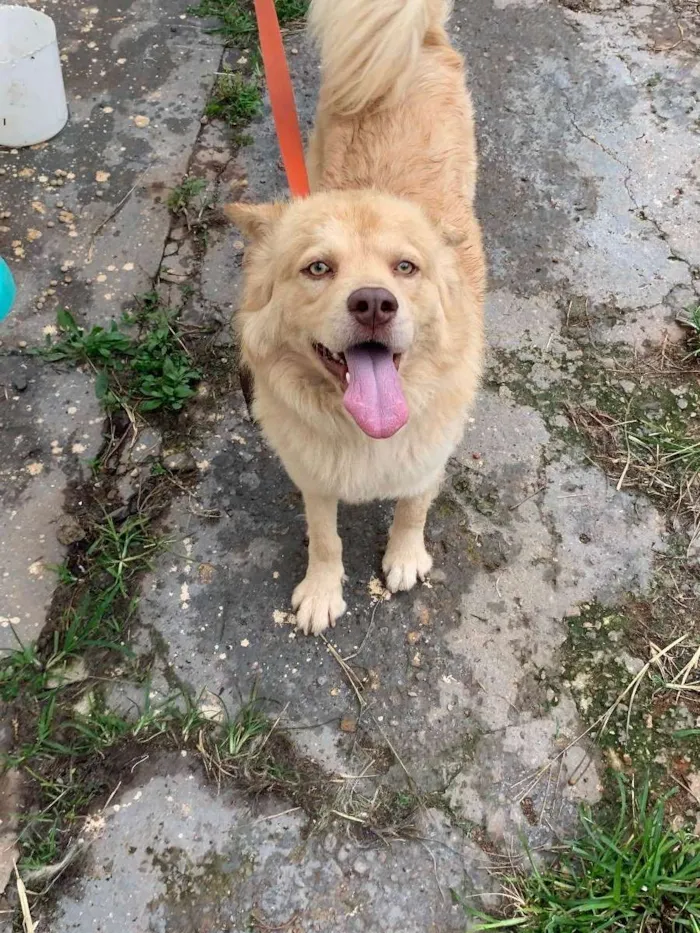 Cachorro ra a chow-chow labrador  idade 1 ano nome Apolo 