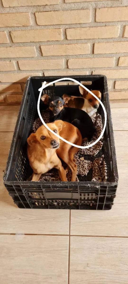 Cachorro ra a Pinscher idade 3 anos nome NINA