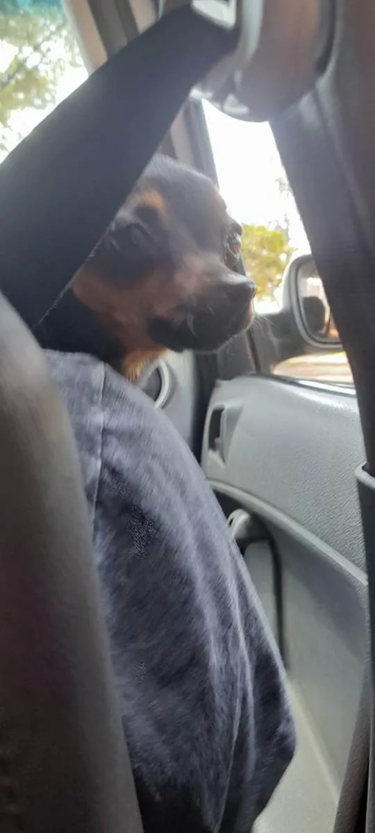 Cachorro ra a Pinscher idade 3 anos nome NINA