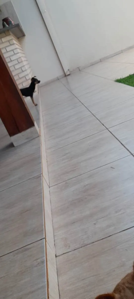 Cachorro ra a Pinscher idade 3 anos nome NINA