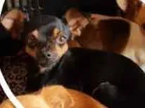 Cachorro ra a Pinscher idade 3 anos nome NINA