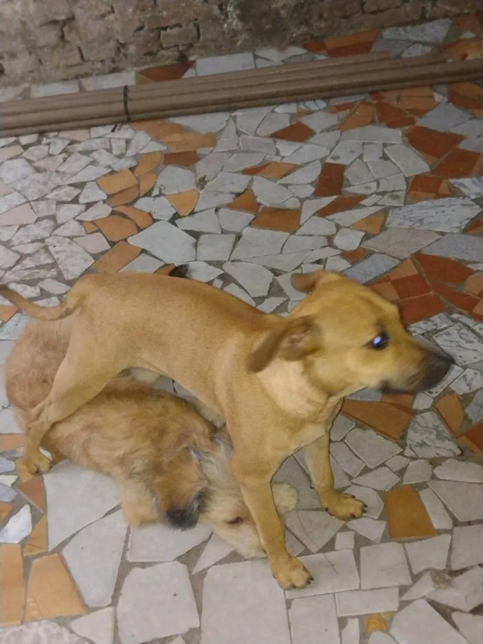 Cachorro ra a SEM RAÇA idade 7 a 11 meses nome Tico