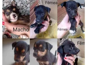 Cachorro raça Raça indefinida  idade 2 a 6 meses nome Sem nomes