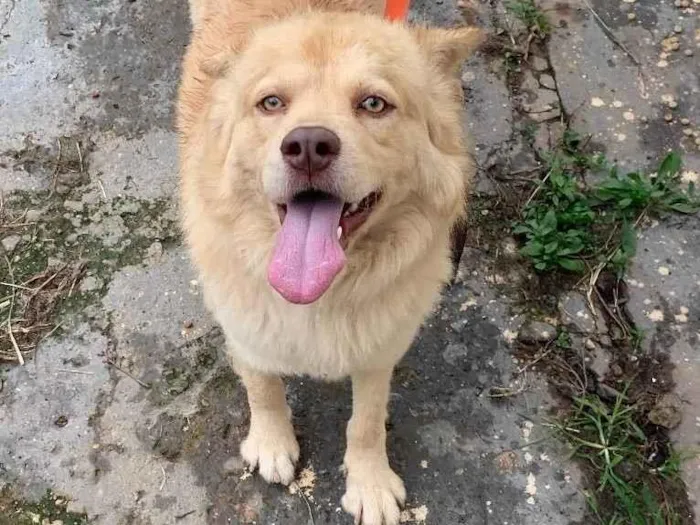 Cachorro ra a chow-chow labrador  idade 1 ano nome Apolo 