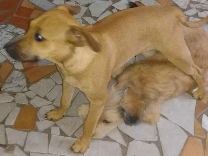 Cachorro ra a SEM RAÇA idade 7 a 11 meses nome Tico